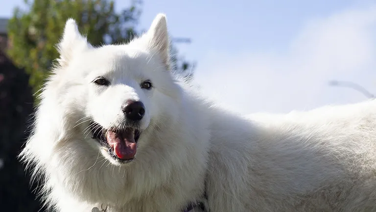 A large, white Samoyed dog smiles in a park.