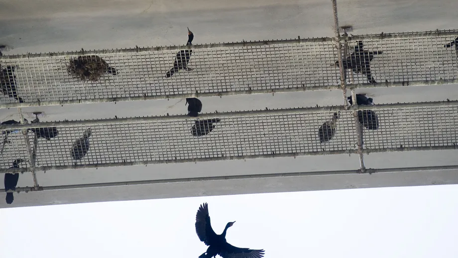 cormorants perched under bridge