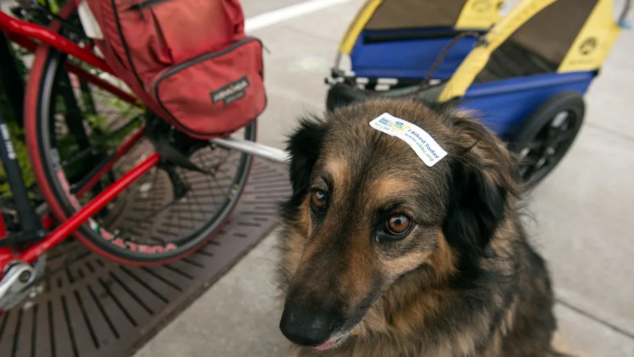 Just because you have four paws instead of two legs doesn't mean you can't participate in Bike to Work Day. Proudly wearing a participation sticker, Sassy Girl made the trip to the North Berkeley Energizer Station in a trailer behind her owner's bike. 