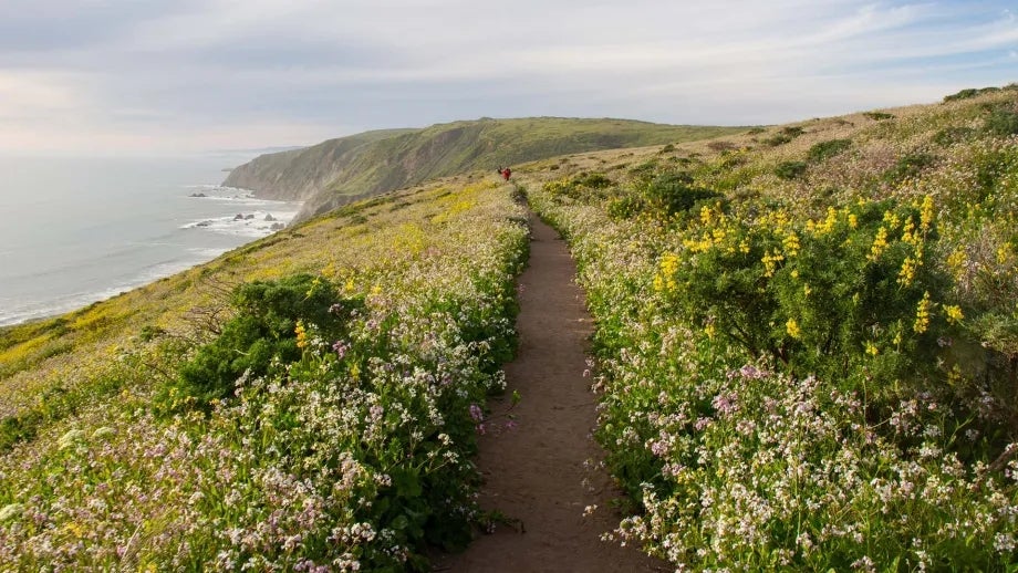 A tranquil dirt path through wildflowers, with the Pacific Ocean on the horizon.